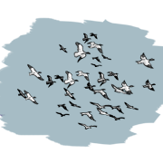 a flock of birds